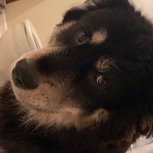 Meet your Posher, Anthony